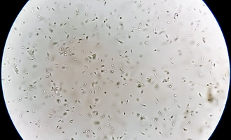fertility journey
