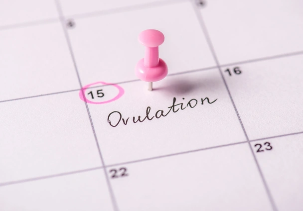 fertility journey